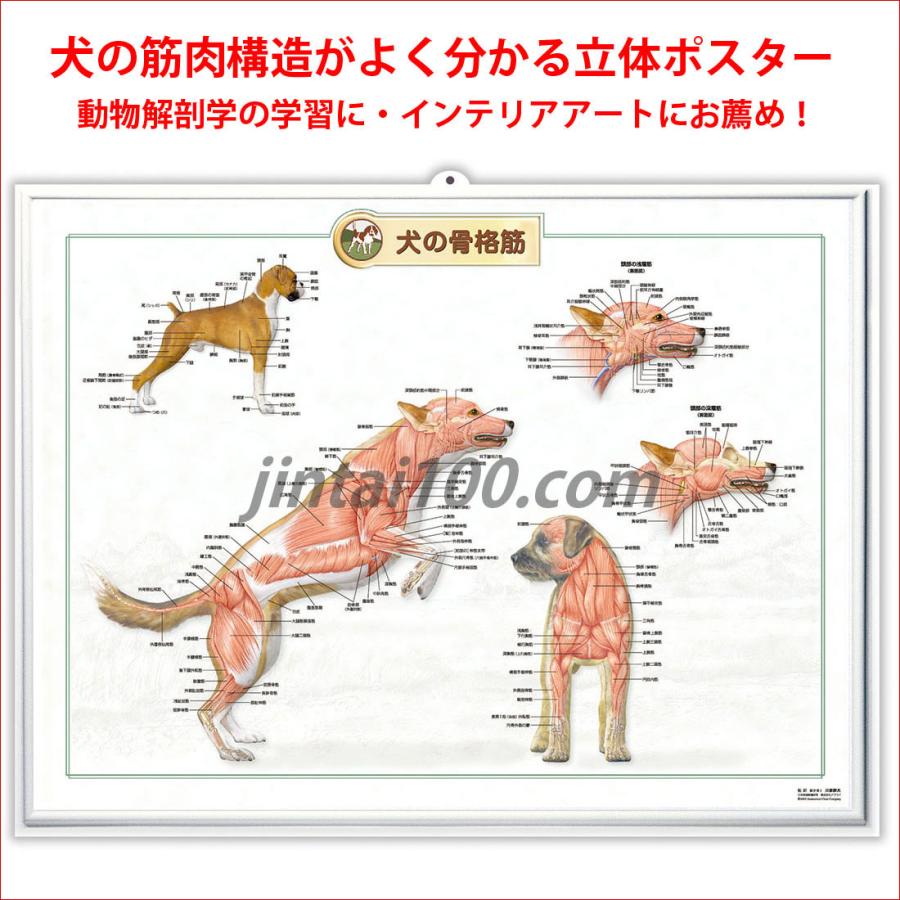 犬の骨格筋」立体ポスター B2サイズ 動物学ウオールレリーフアート