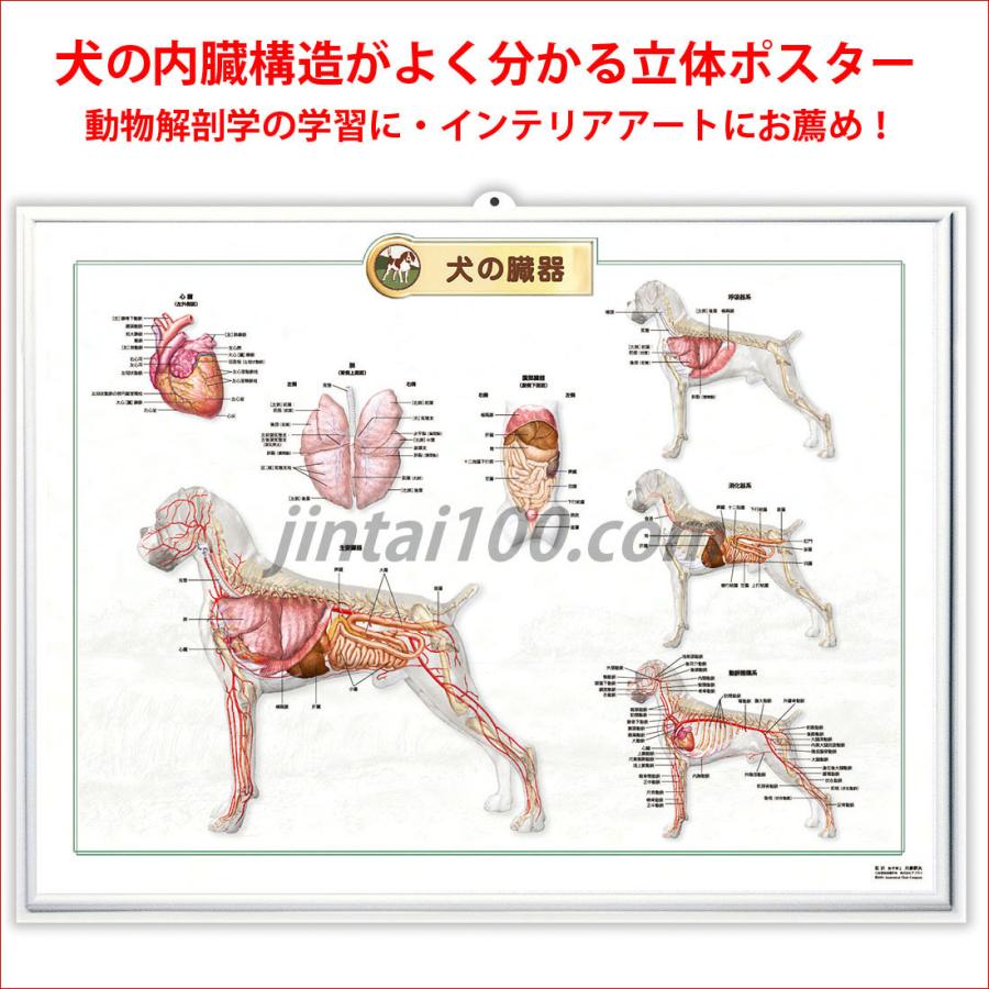 犬の約束 ポスター　たま　B2サイズ 犬の臓器」立体ポスター B2サイズ 動物学ウオールレリーフアート