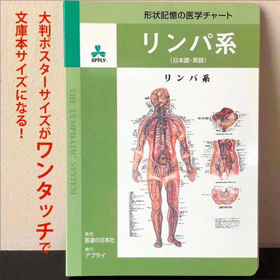 解剖図　医学ポスター　 A4サイズ８枚 リンパ系」医学ポスター ミウラ折りポスター 人体解剖学図ポスター