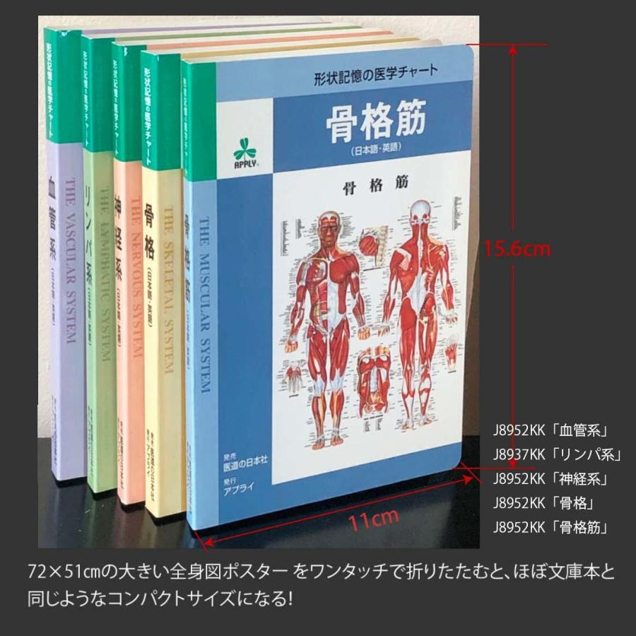 リンパ系」医学ポスター ミウラ折りポスター 人体解剖学図ポスター