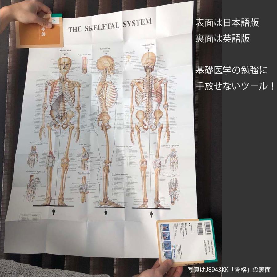 リンパ系」医学ポスター ミウラ折りポスター 人体解剖学図ポスター