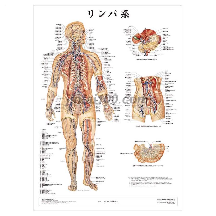 リンパ系」医学ポスター ミウラ折りポスター 人体解剖学図ポスター