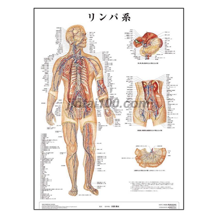 リンパ系」 医学ポスター ポスターB2サイズ 人体解剖学図ポスター 医学