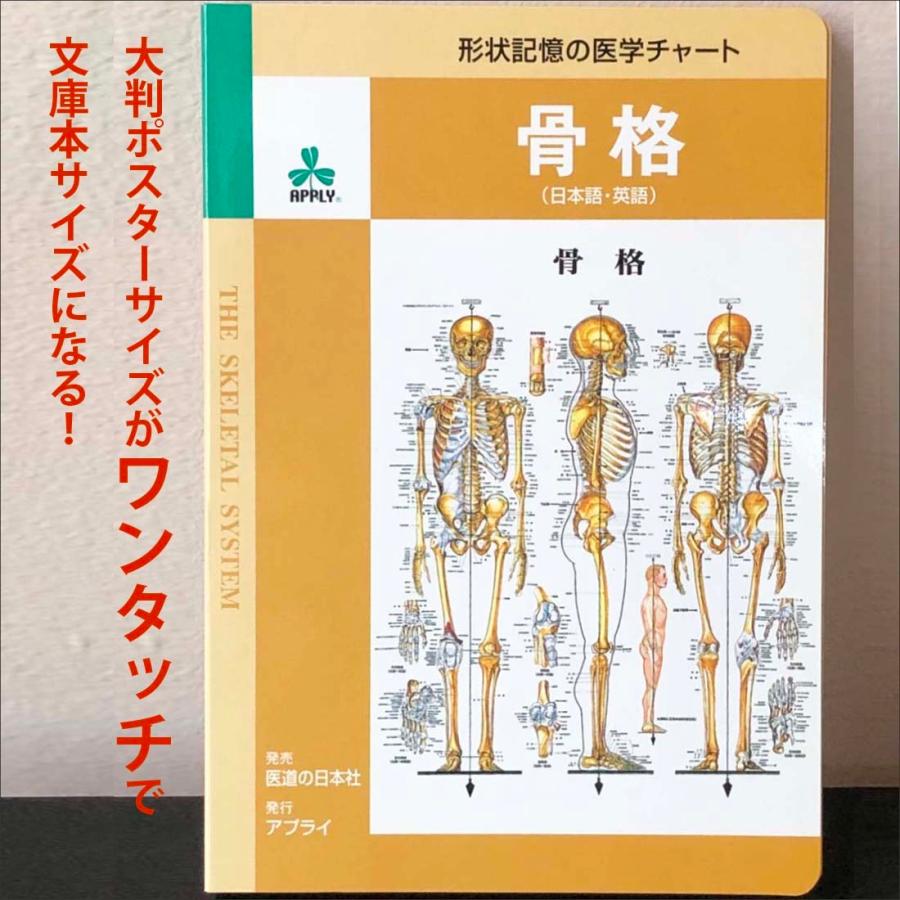 「骨格」医学ポスター ミウラ折りポスター  人体解剖学図ポスター 医学チャート｜jintan-100