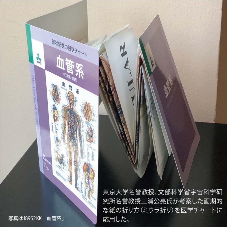 骨格」医学ポスター ミウラ折りポスター 人体解剖学図ポスター 医学