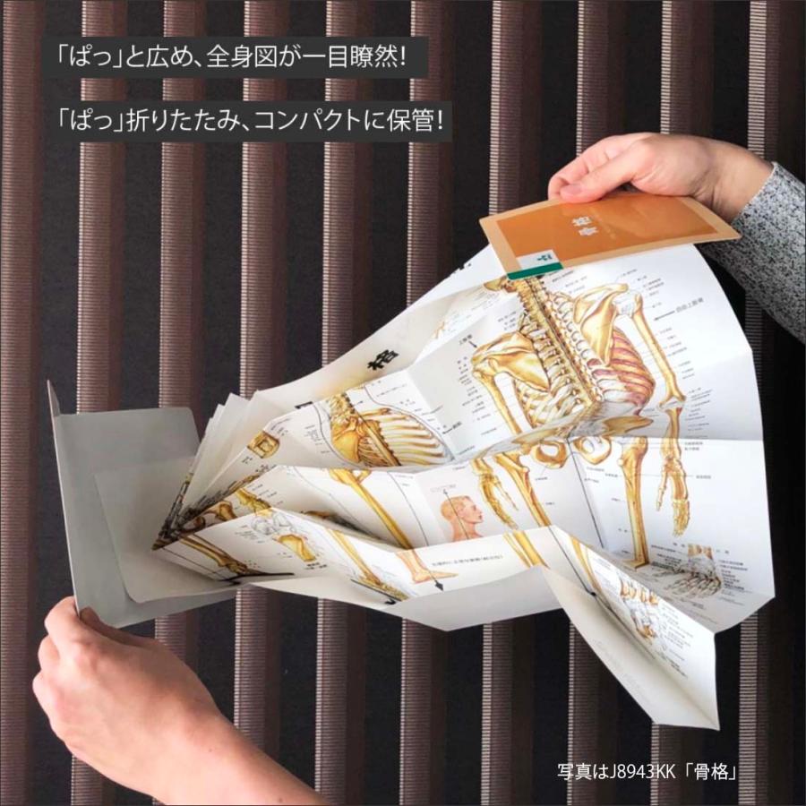 骨格」医学ポスター ミウラ折りポスター 人体解剖学図ポスター 医学