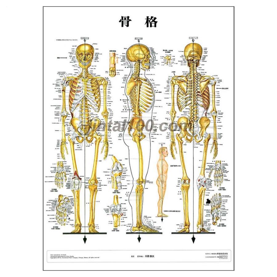 骨格」医学ポスター ミウラ折りポスター 人体解剖学図ポスター 医学