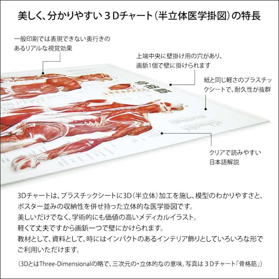 骨格 J43rr 3d解剖学ポスター 立体 人体図 人体百科 J43rr 人体百科 通販 Yahoo ショッピング