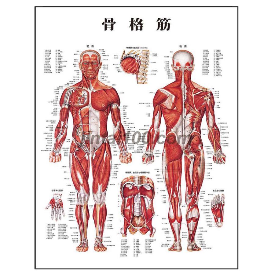 骨格筋 J8946D デスクサイズ S判ポスター 人体図 基礎医学 解剖学　 :J8946D:人体百科 - 通販 - Yahoo!ショッピング