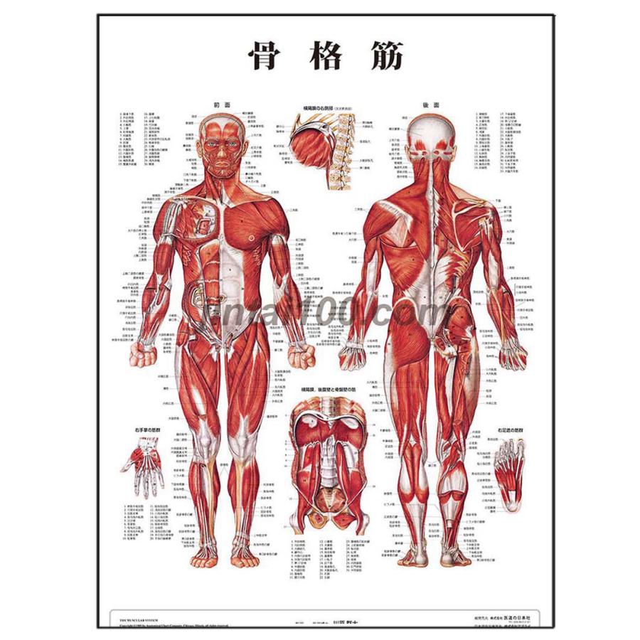 骨格筋 J46pl ポスター超l判 人体図 基礎医学 解剖学 ポスター J46pl 人体百科 通販 Yahoo ショッピング