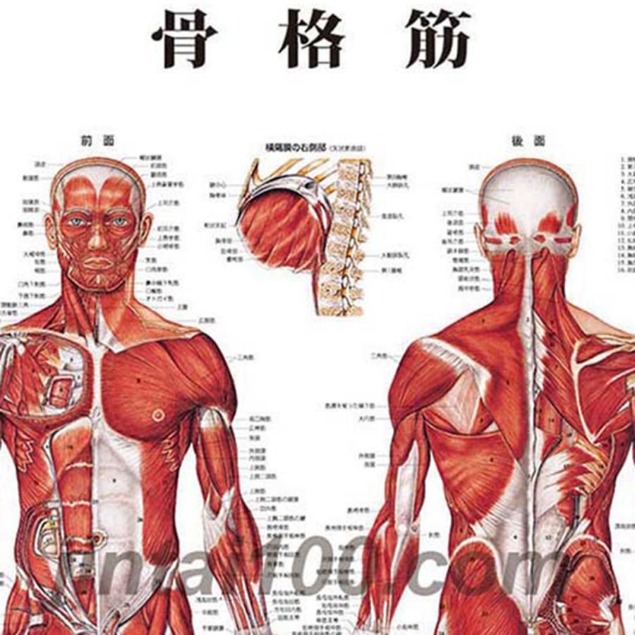 「骨格筋」医学ポスター ポスターA1サイズ  人体解剖学図ポスター 医学チャート｜jintan-100｜02