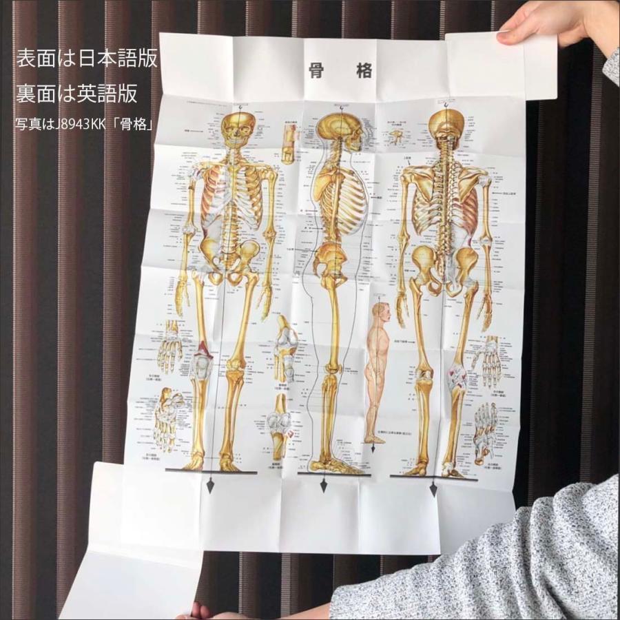 神経系」医学ポスター ミウラ折りポスター 人体解剖学図ポスター 医学