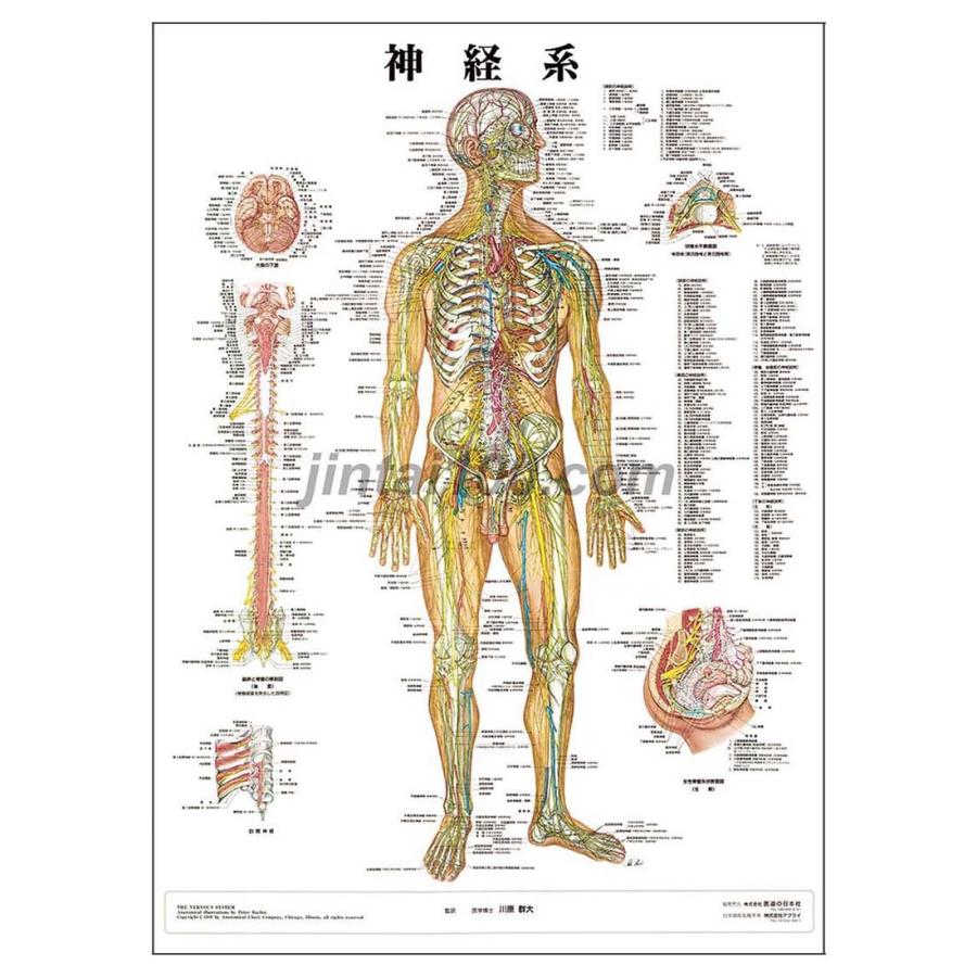 医学図譜集　神経編 Amazon.co.jp: ネッタ-医学図譜: 学生版 (脳・神経系 1) : Frank H