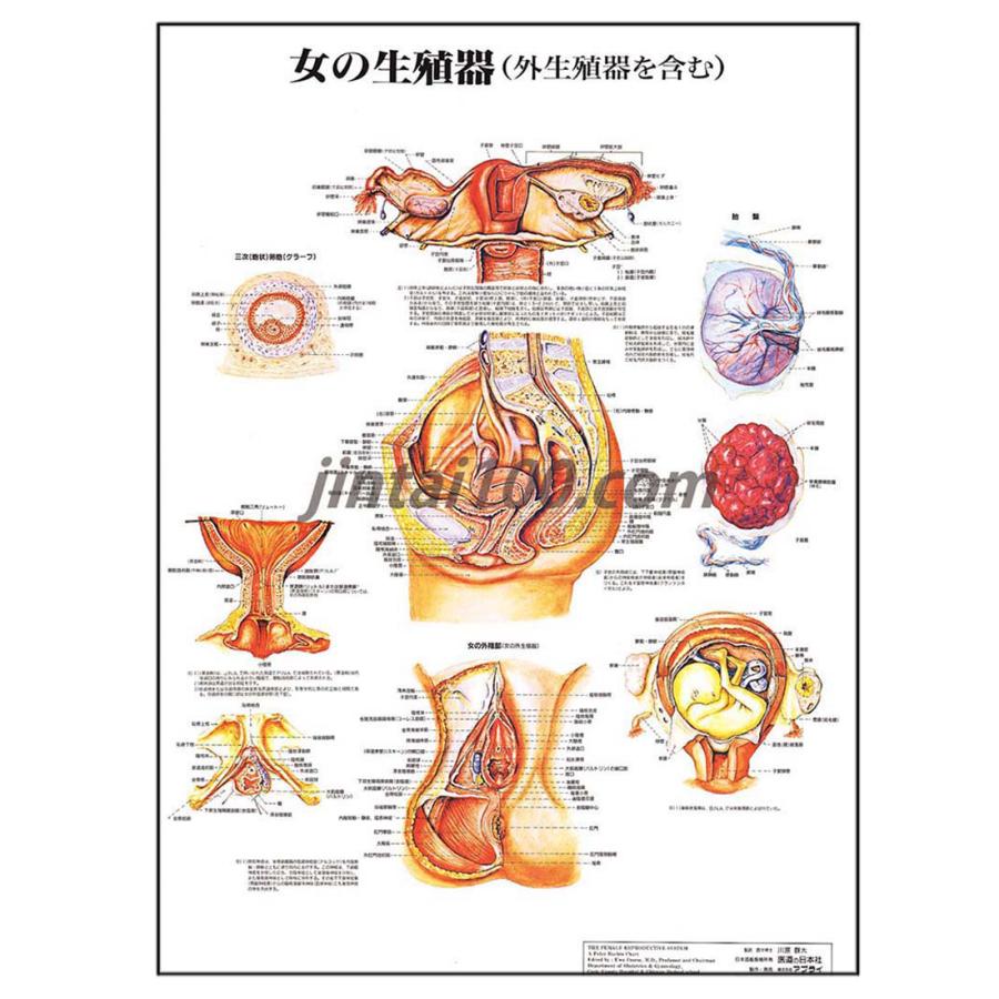 女人体 女性人体模型のイラスト素材 - PIXTA