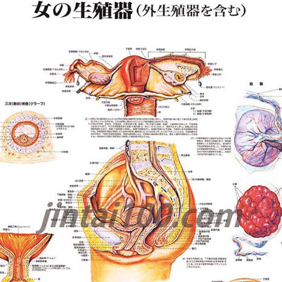 「女の生殖器」医学ポスター ポスターB2サイズ 人体 …