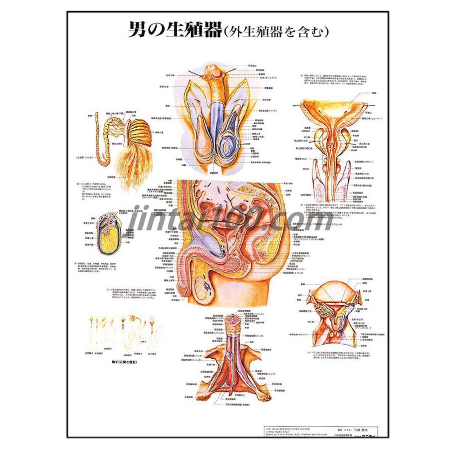 男の生殖器」医学ポスター ポスターB2サイズ 人体解剖学図
