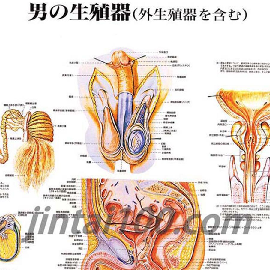 男の生殖器」医学ポスター ポスターB2サイズ 人体解剖学図ポスター