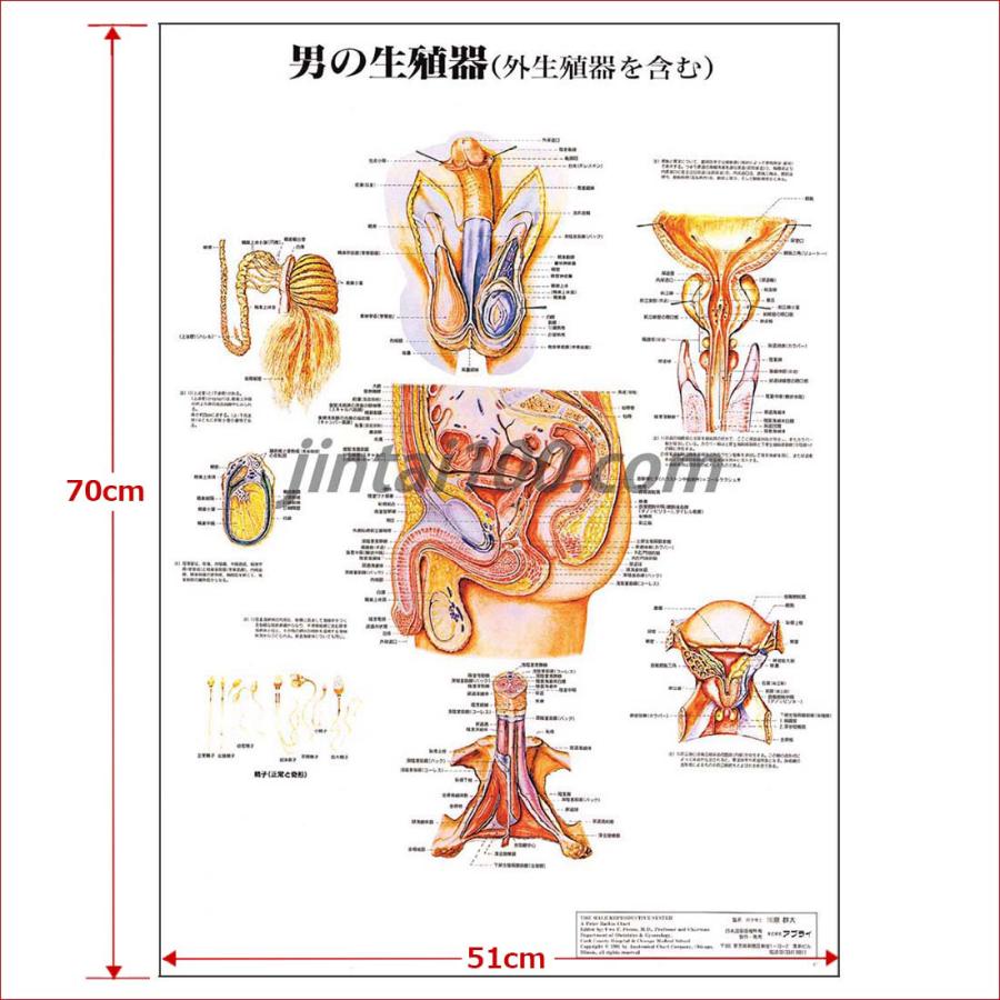 男の生殖器」医学ポスター ポスターB2サイズ 人体解剖学図ポスター