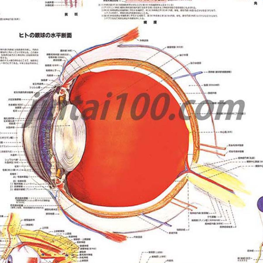 眼球解剖図 掛軸 昭和レトロ￼ 視覚器」医学ポスター ポスター B2サイズ 人体解剖学図ポスター 医学