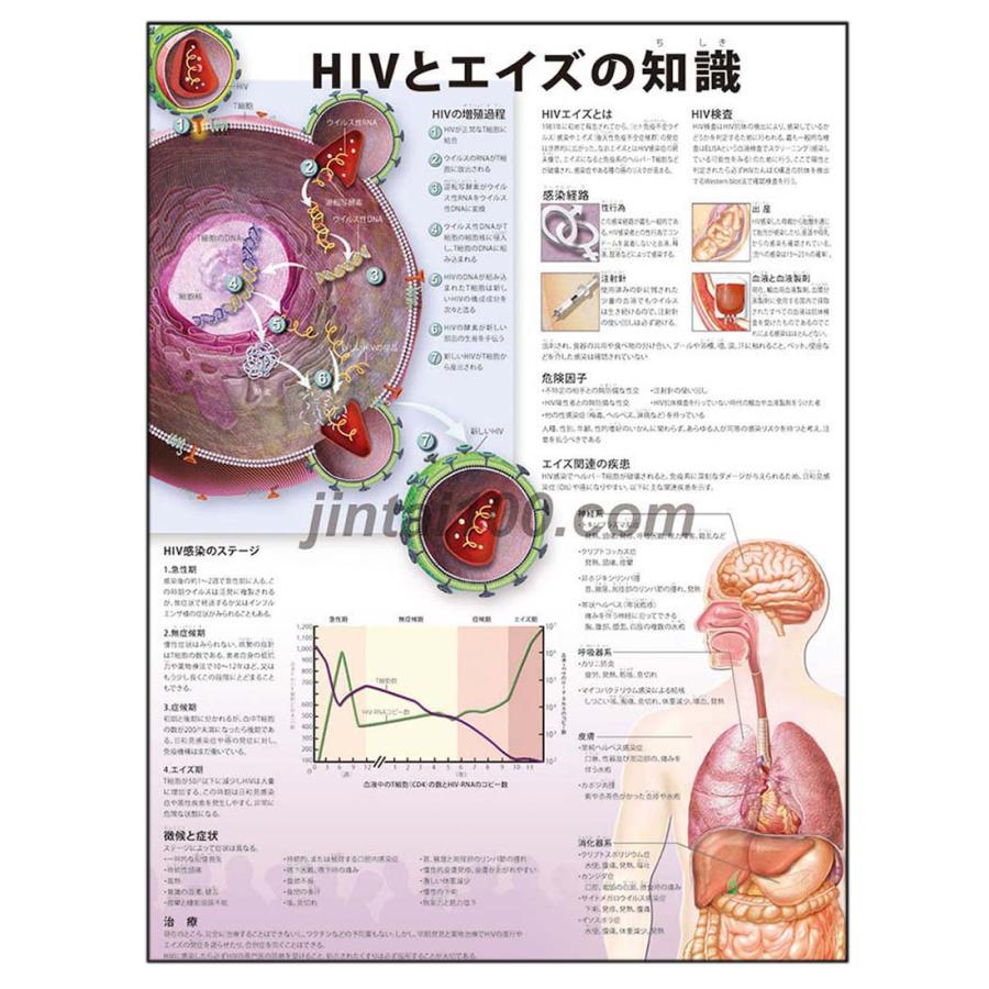 Hivとエイズの知識 J9760p 人体図 医学ポスター 世界一流のメディカルイラスト J9760p 人体百科 通販 Yahoo ショッピング