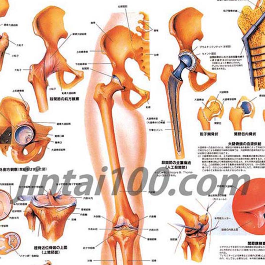 解剖学的人体半立体壁掛けポスター8枚セット Amazon.co.jp: 解剖学