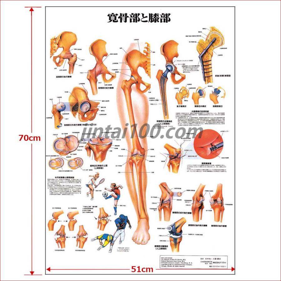 寛骨部と膝部」医学ポスター ポスターB2サイズ 人体解剖学図ポスター