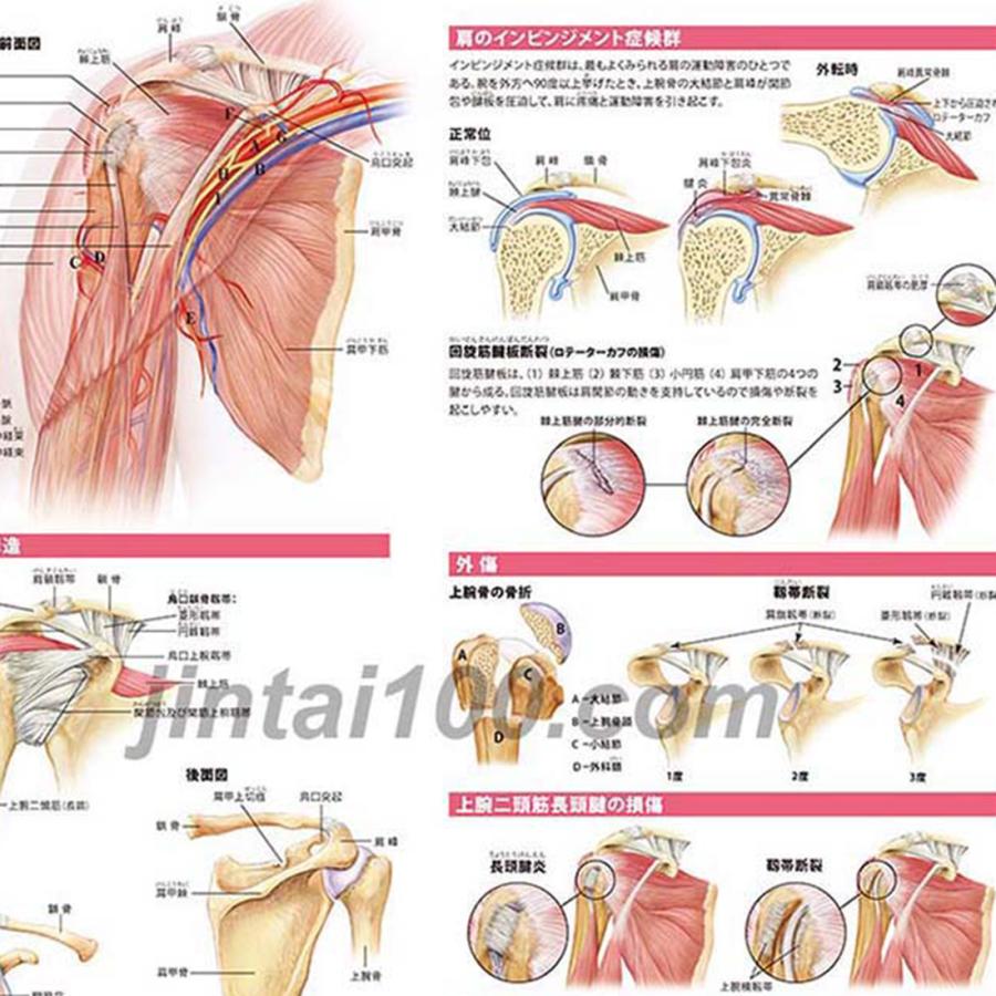 臨床につなげる ！ 機能解剖学教室機能解剖学総論と肩複合体の機能解剖学【全２巻】 臨床につなげる ！ 機能解剖学教室機能解剖学総論と肩複合体の