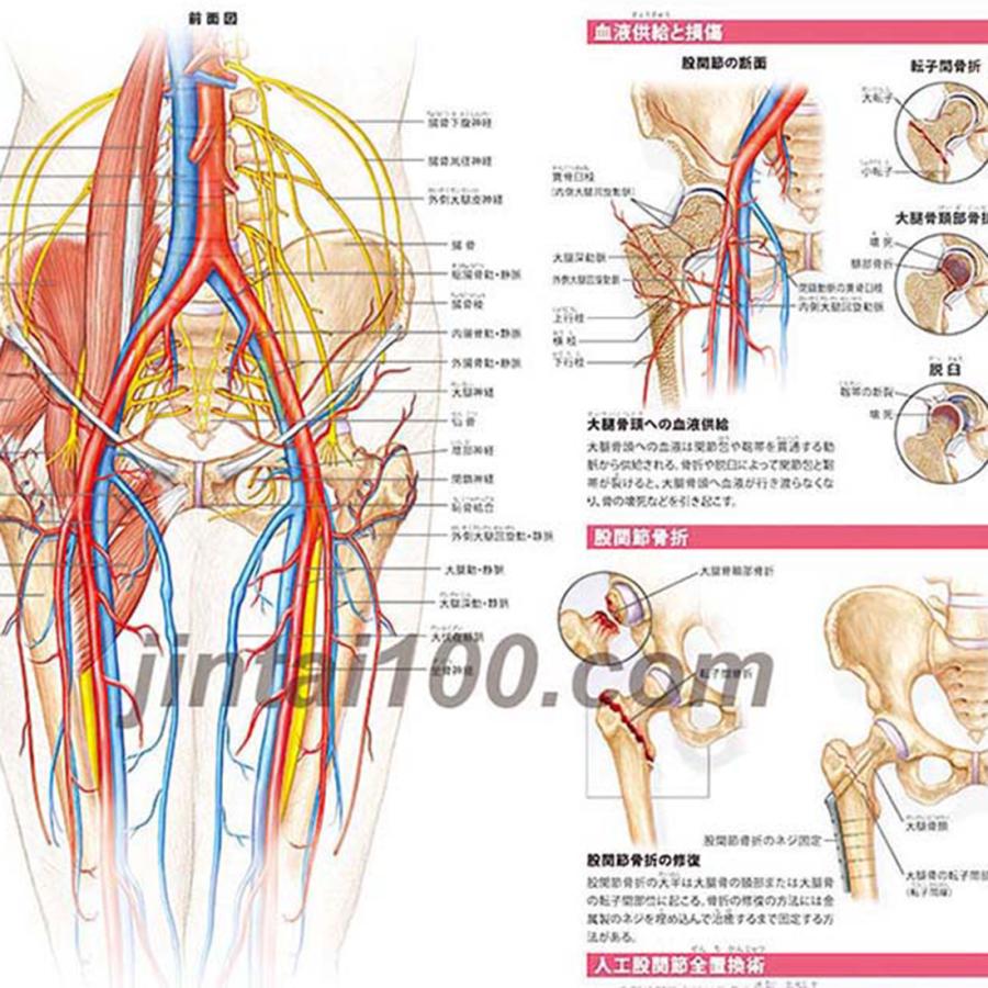 図説 神経機能解剖テキスト　裁断済み 図説 神経機能解剖テキスト 裁断済み 商品詳細ページ