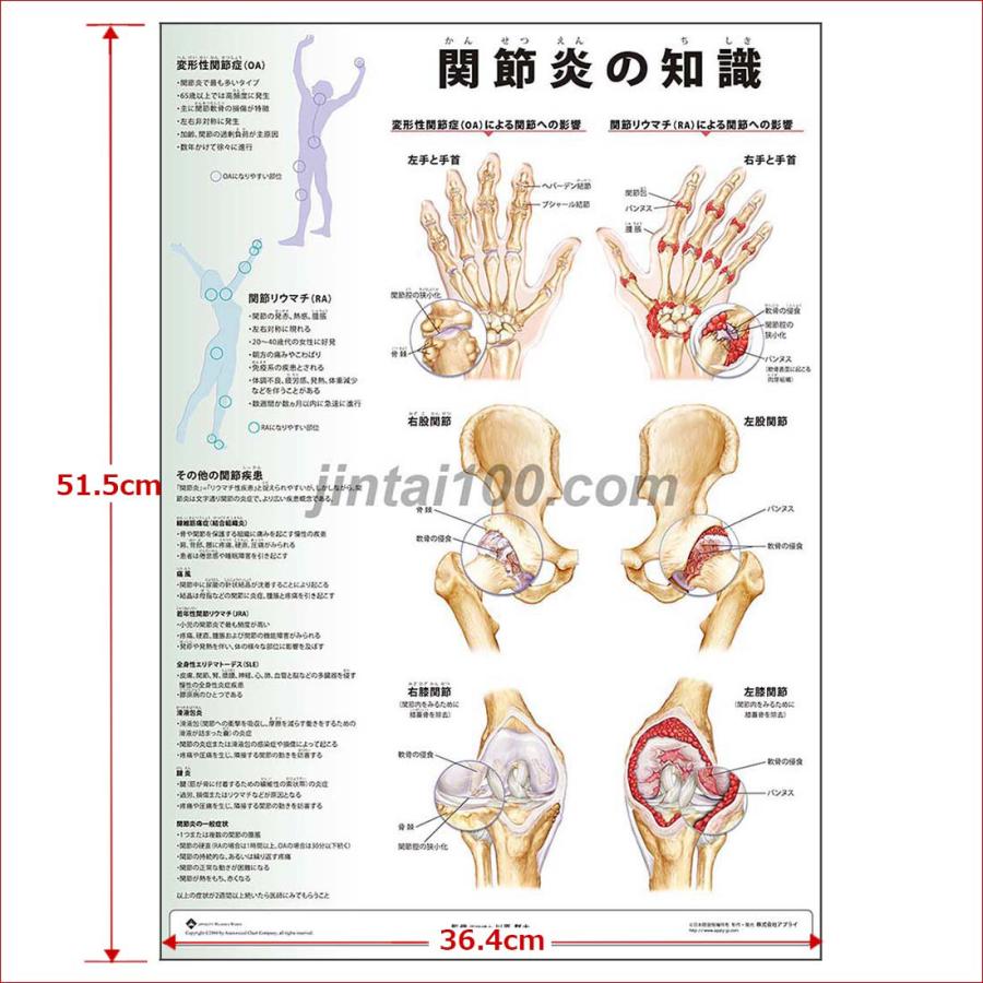 人体解剖学 Amazon.co.jp: 85CM人間の胴体モデル人体解剖学解剖学的モデル