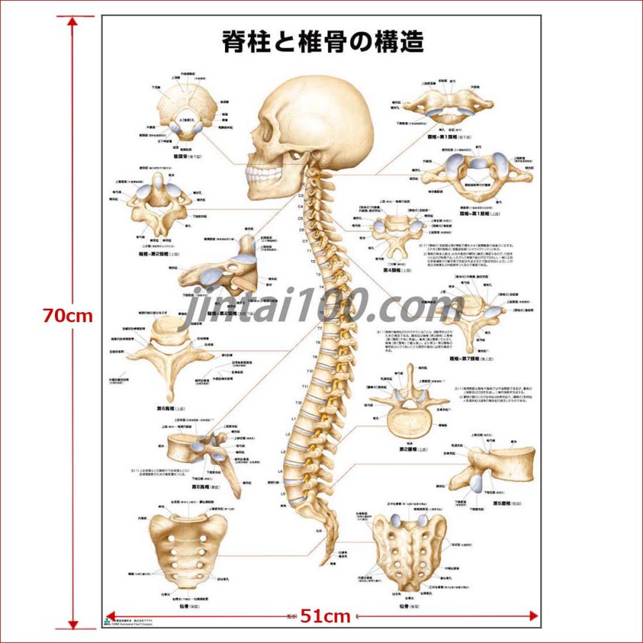 「脊柱と椎骨の構造」医学ポスター ポスターB2サイズ 人体解剖学図ポスター 医学チャート