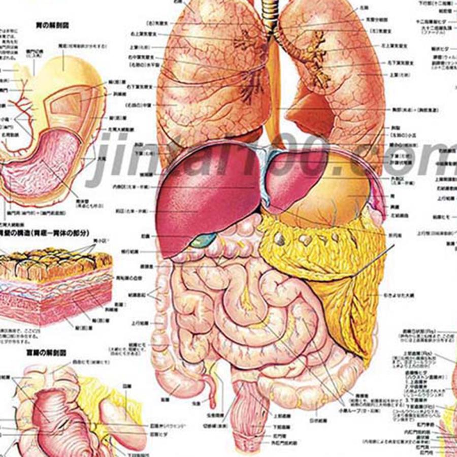 消化器系」医学ポスター ポスターB2サイズ 人体解剖学図ポスター 消化器系」医学ポスター ポスターB2サイズ 人体解剖学図ポスター
