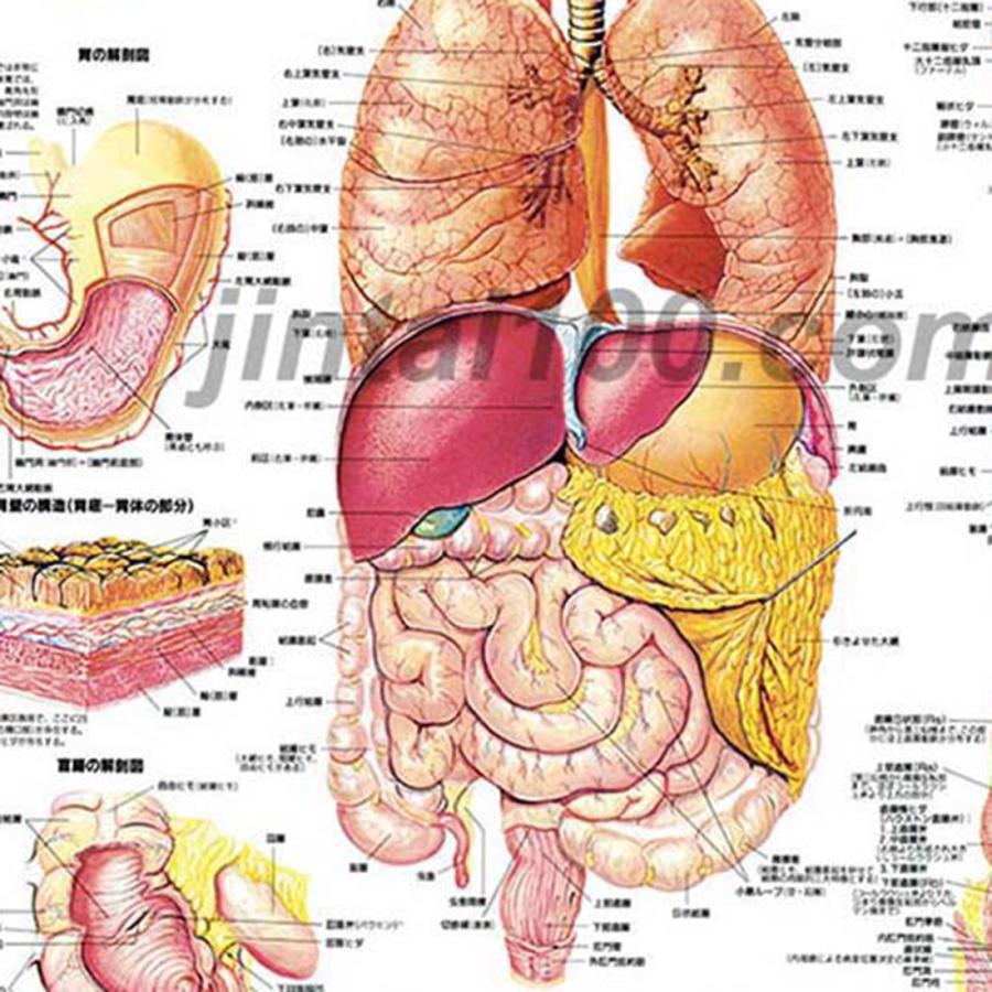 「消化器系」医学ポスター ポスターB2サイズ  人体解剖学図ポスター 医学チャート 　｜jintan-100｜02
