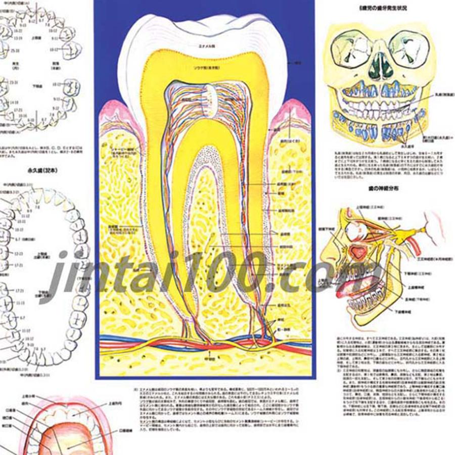 日本人　永久歯解剖学 楽天市場】日本人永久歯解剖学 [単行本] 上条 雍彦 : 参考書専門
