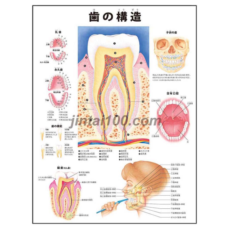 歯の構造 J9931p 人体図 医学ポスター 世界一流のメディカルイラスト J9931p 人体百科 通販 Yahoo ショッピング