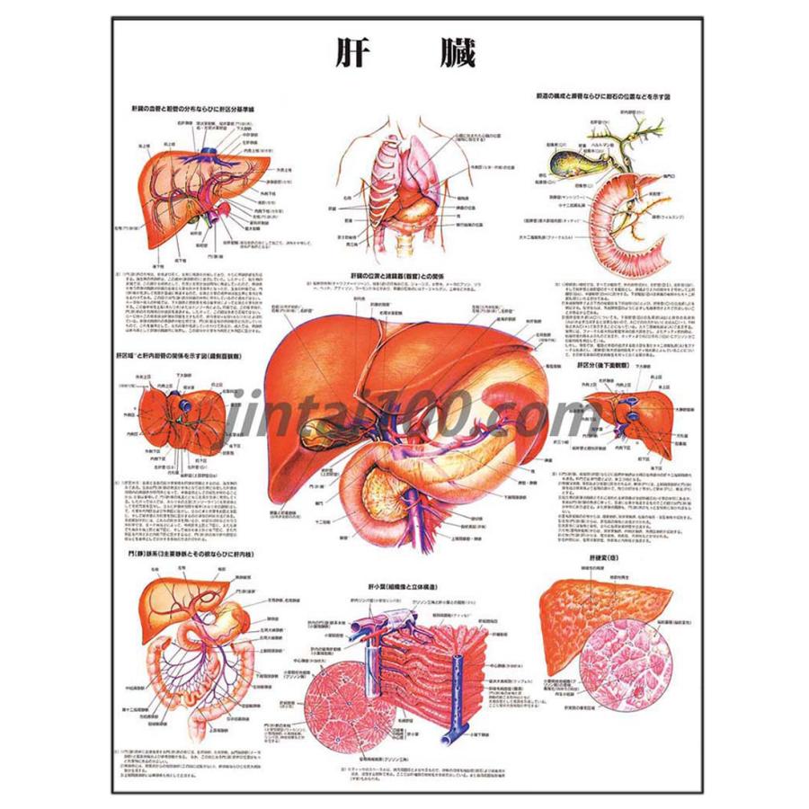 肝臓 送料無料限定セール中 J9960PL ポスターL判 基礎医学 史上最も激安 解剖学ポスター 人体図