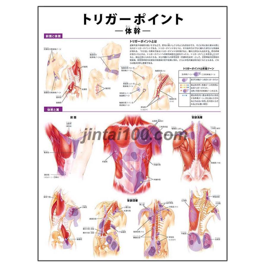 人体図イラスト 東洋医学関連の本 の商品一覧 医学 薬学 看護 本 雑誌 コミック 通販 Yahoo ショッピング