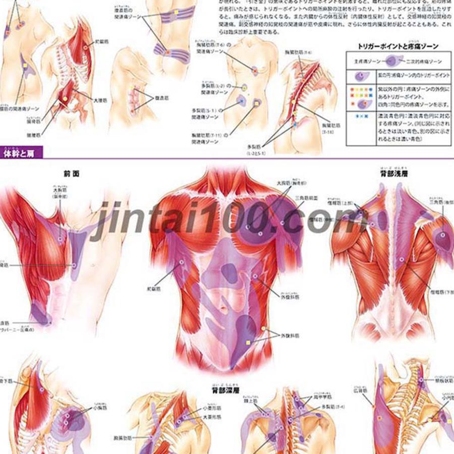 トリガーポイント（体幹）」医学ポスター ポスター B3サイズ 人体解剖
