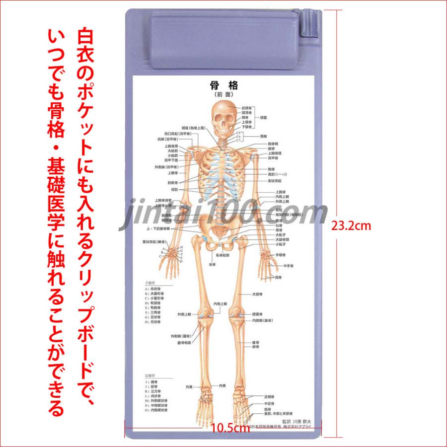 骨格」クリップボード ポケットサイズ人体解剖図 医学チャート : 人体