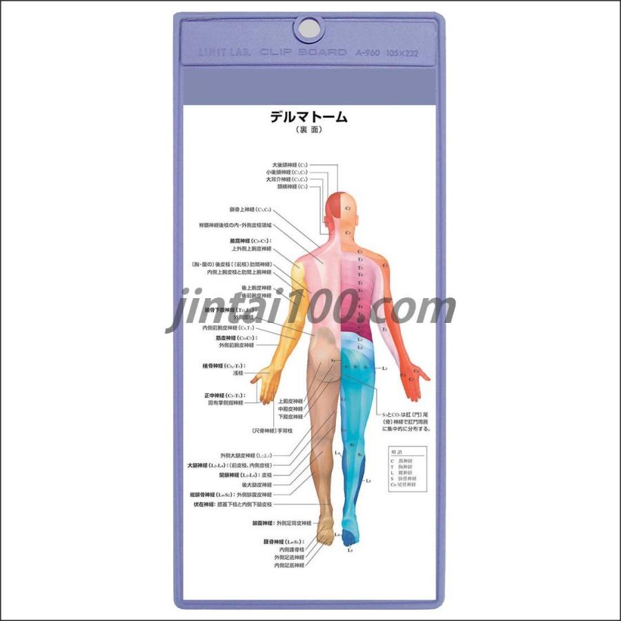 「デルマトーム（皮膚感覚帯）」クリップボード ポケットサイズ人体解剖図 医学チャート｜jintan-100｜02