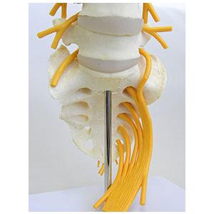 腰椎　模型 Amazon.co.jp: 可動型（屈曲・伸展，側屈，回旋）の腰椎模型 - 腰椎