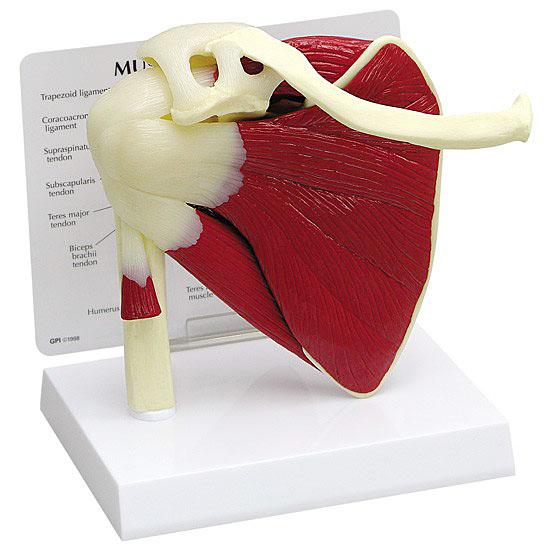 人体模型 肩関節/筋付き 日本語訳付き GPI Anatomicals : 人体百科
