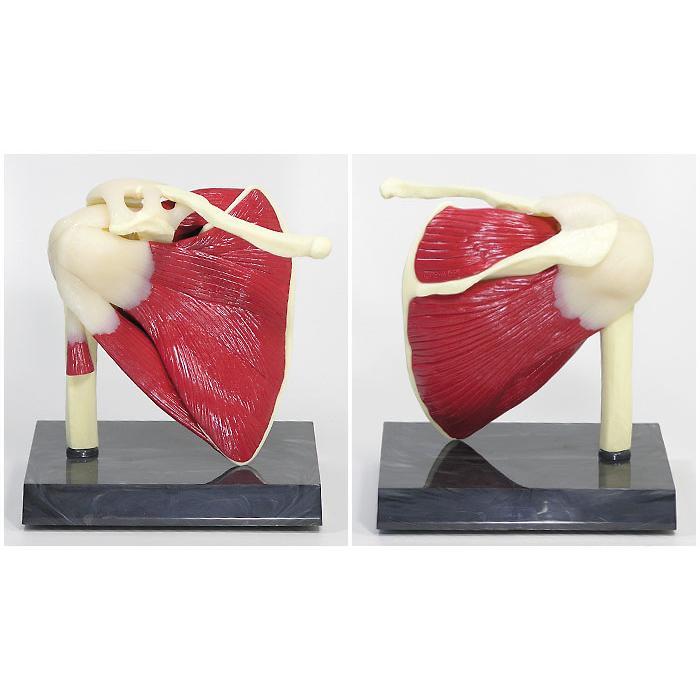 人体模型 肩関節/筋付き 日本語訳付き GPI Anatomicals : 人体百科