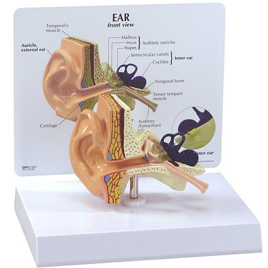 希少GPI Anatomicals人体模型 耳模型　平衡聴覚器　スタンドカード付 人体模型 耳の断面 GPI Anatomicals : 人体百科ヤフー店 - 通販