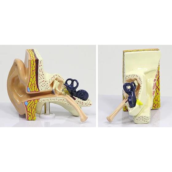 人体模型 耳の断面 GPI Anatomicals : 人体百科ヤフー店 - 通販