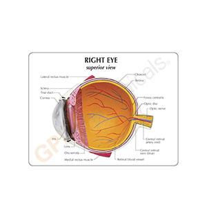 人体模型 眼球断面 日本語訳付き GPI Anatomicals : 人体百科ヤフー店
