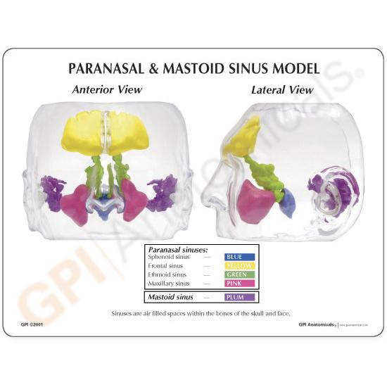 人体模型　副鼻腔と乳突蜂巣模型　日本語訳付き　GPI Anatomicals_2