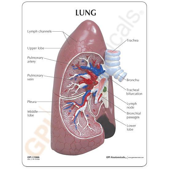 人体模型 肺 日本語訳付き GPI Anatomicals : 人体百科ヤフー店 - 通販