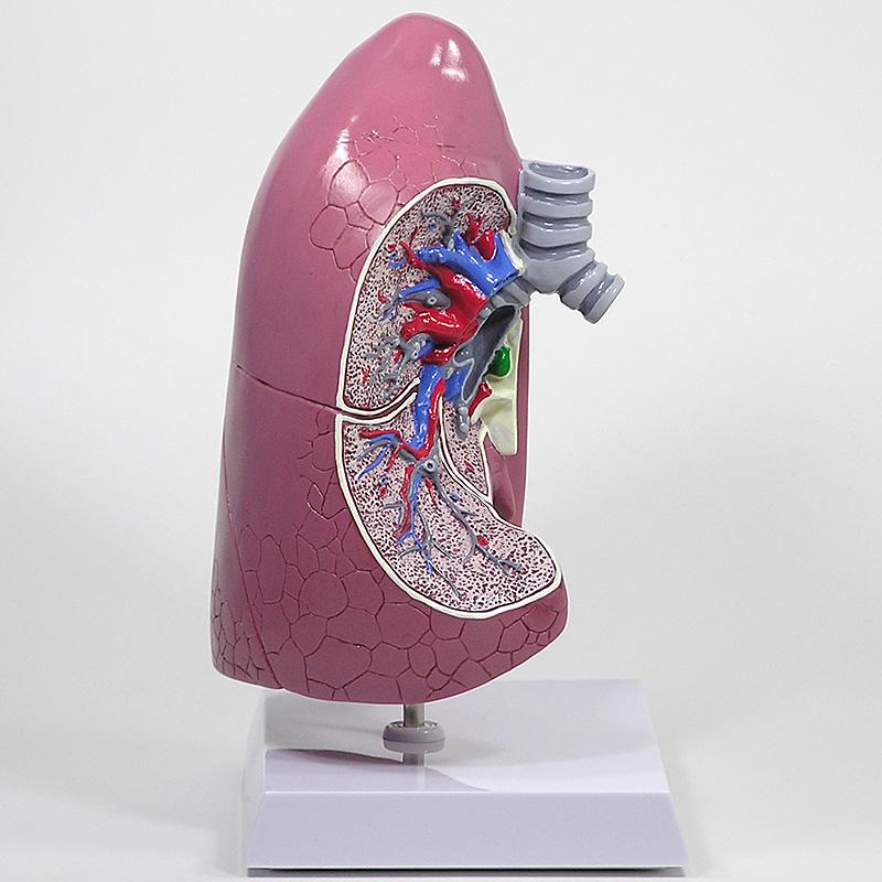 人体模型 肺 日本語訳付き GPI Anatomicals : 人体百科ヤフー店 - 通販