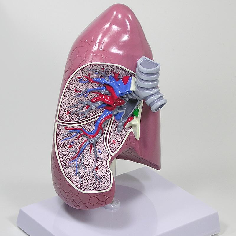 人体模型 肺 日本語訳付き GPI Anatomicals : 人体百科ヤフー店 - 通販