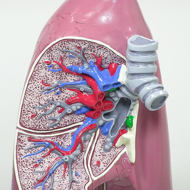 人体模型 肺 日本語訳付き GPI Anatomicals : 人体百科ヤフー店 - 通販